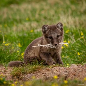 renard arctique