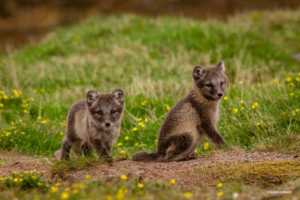 arctic fox