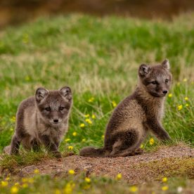 renards arctique