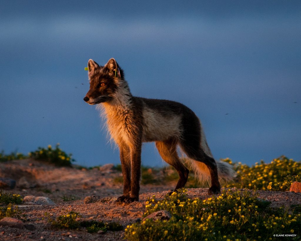arctic fox