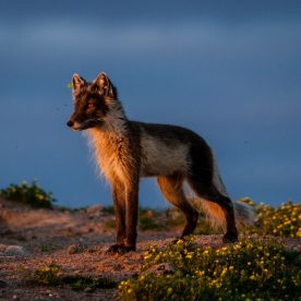 renard arctique