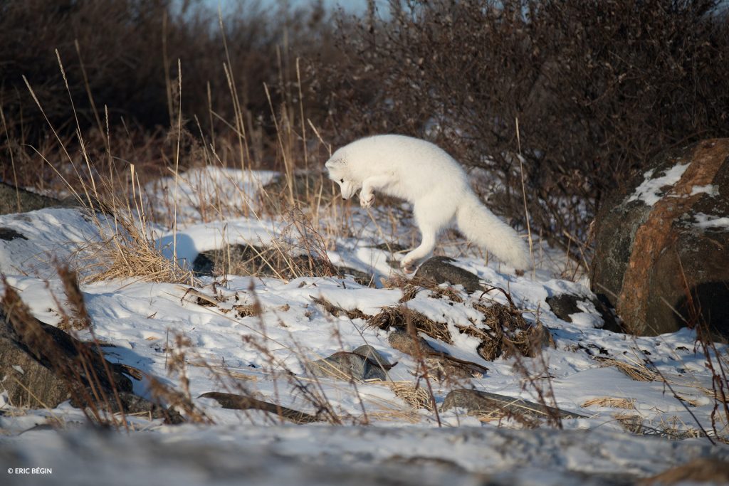 arctic fox