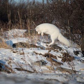 renard arctique