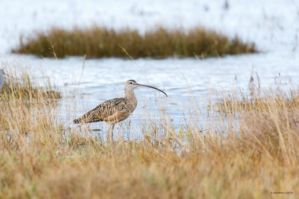 Curlew standing in shoreline hidden partially by grasses.