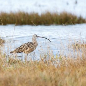 Curlew standing in shoreline hidden partially by grasses.