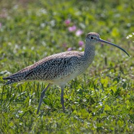 Curlew
