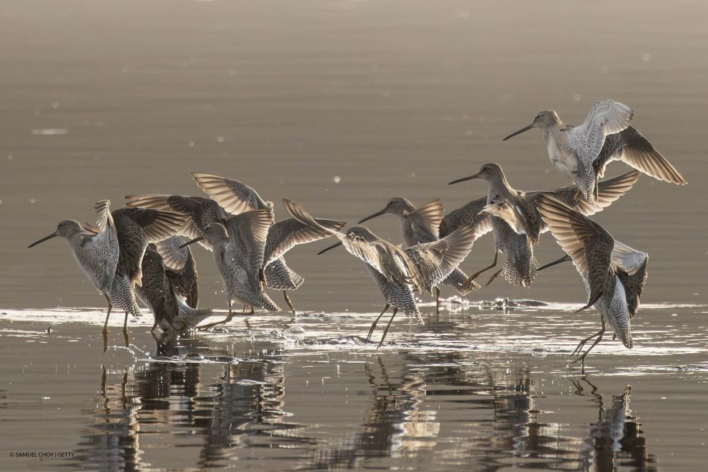 Flock of curlew landing in water.
