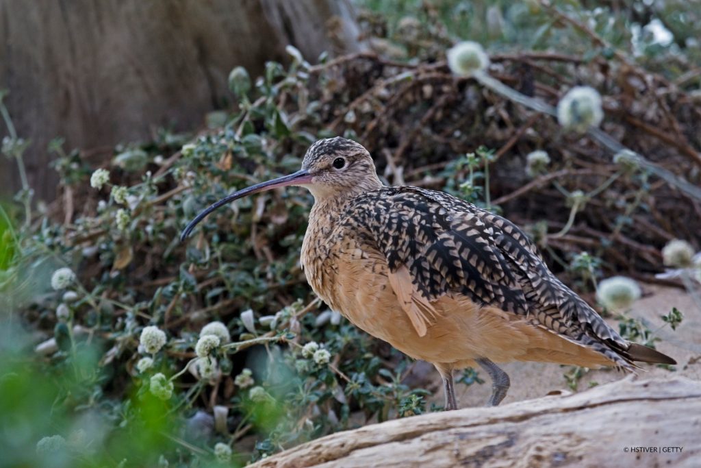 Curlew standing in wooded area.