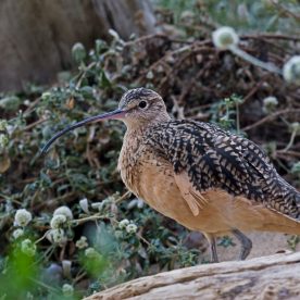 Curlew standing in wooded area.