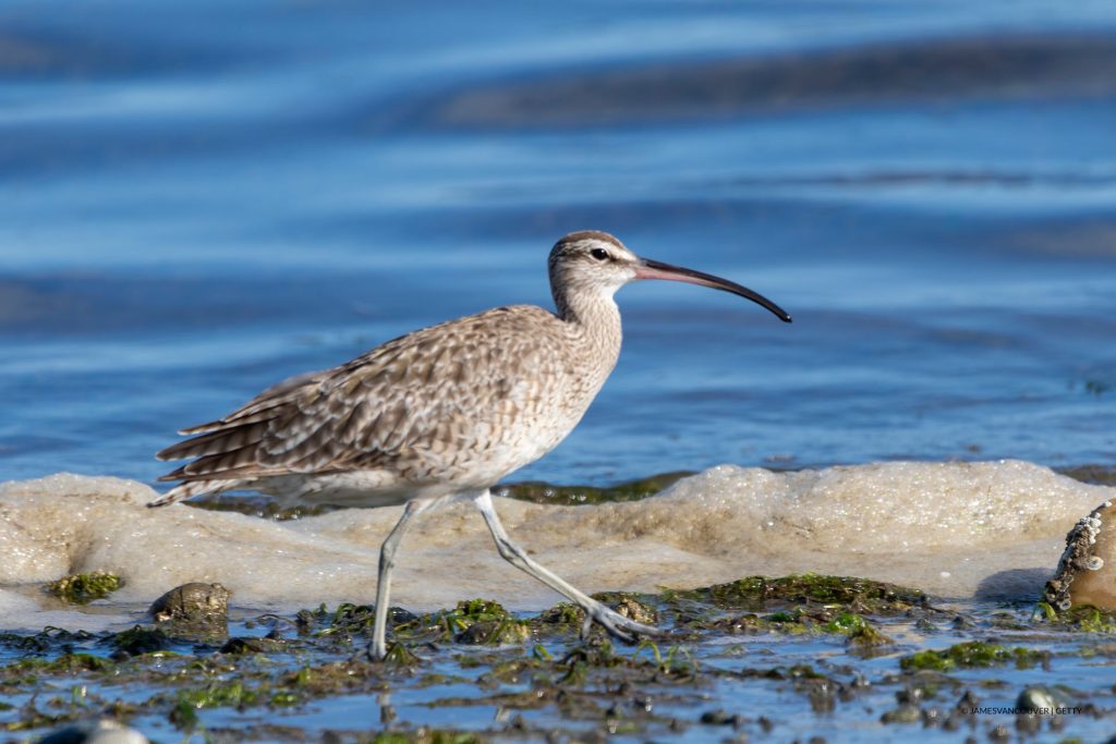 Curlew walking in the water at shoreline.