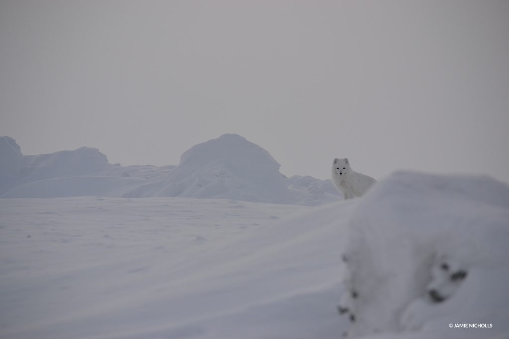 arctic fox