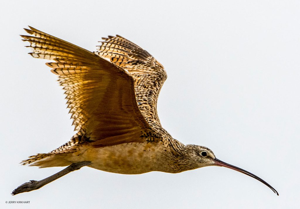 Curlew flying.