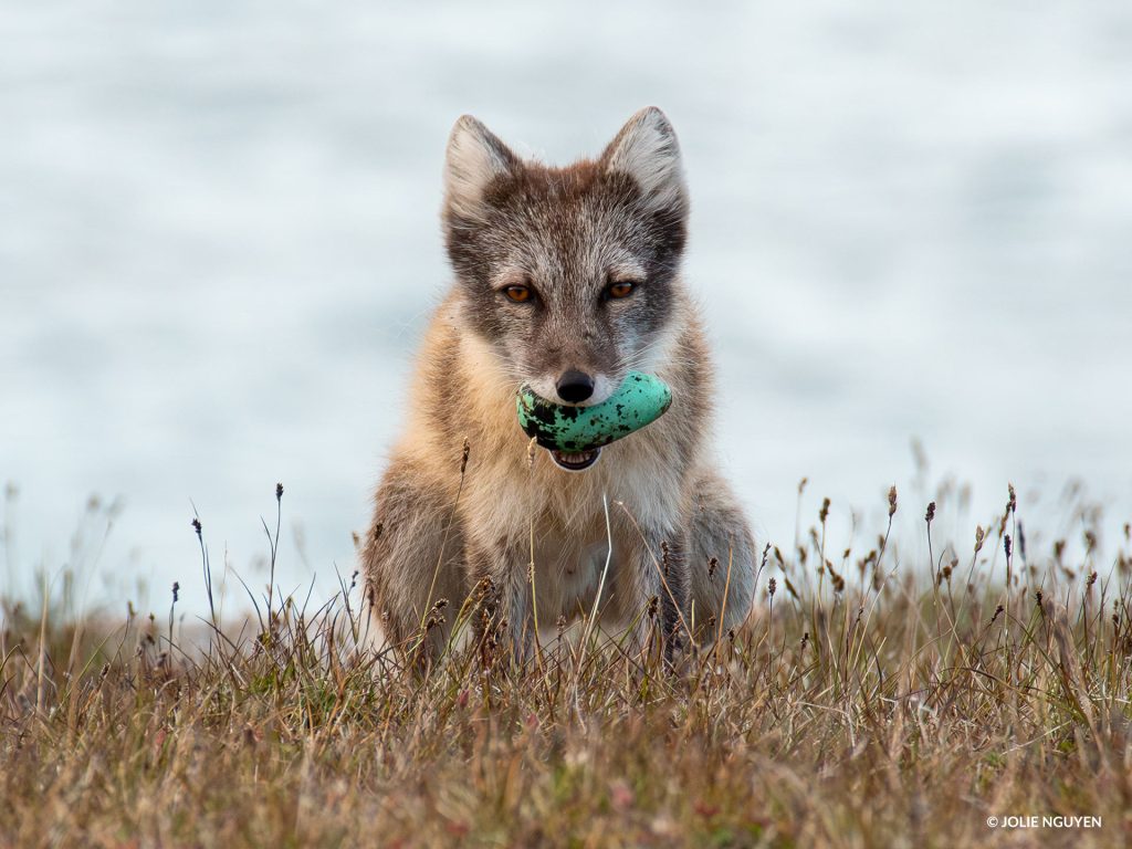 arctic fox