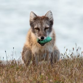 renard arctique