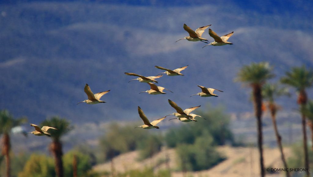 Flock of curlew flying.