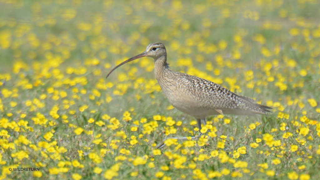 Curlew standing in field of wildflowers.