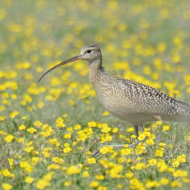 Curlew standing in field of wildflowers.