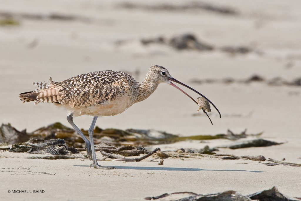 Curlew eating