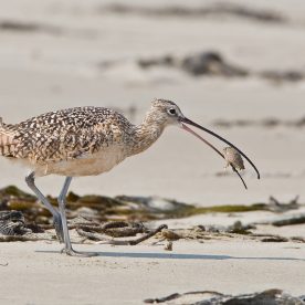 Curlew eating