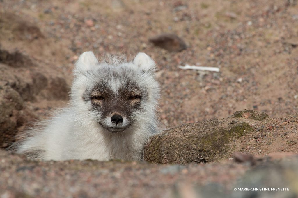arctic fox