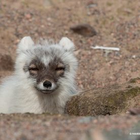 renard arctique