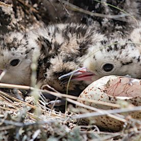Curlew chicks in nest.