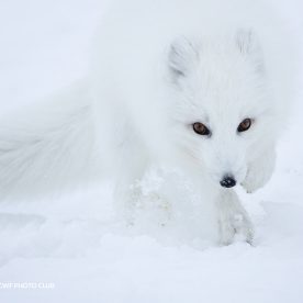 renard l'arctique