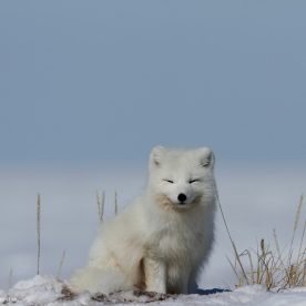 arctic fox
