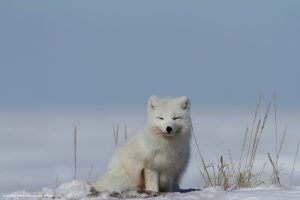 arctic fox