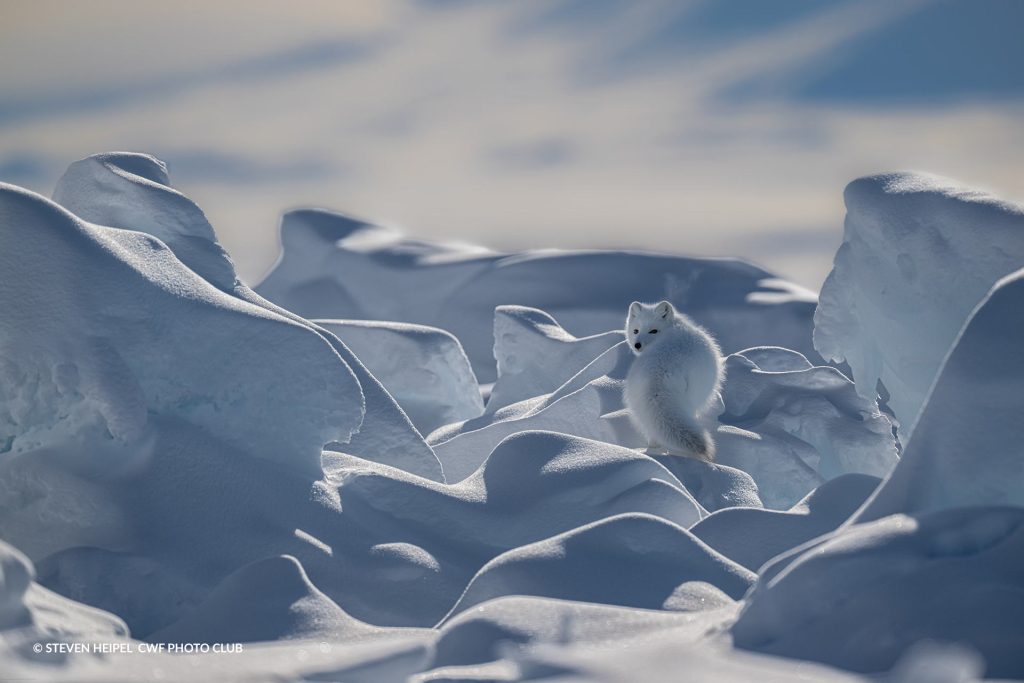 arctic fox