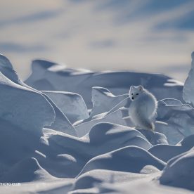 renard arctique