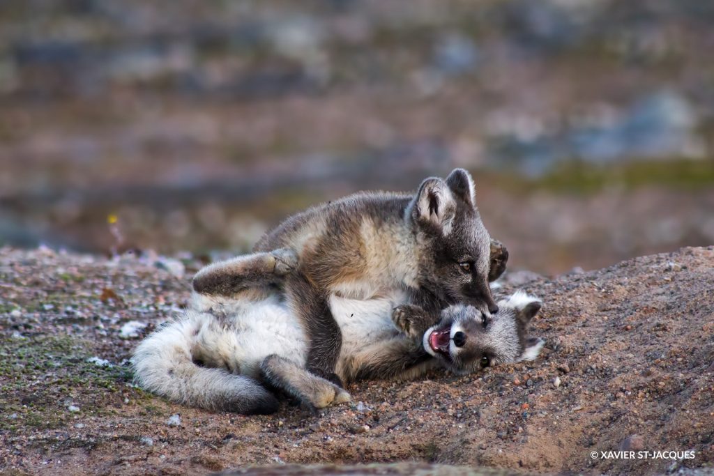 arctic fox