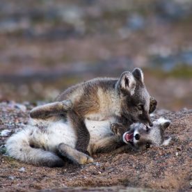 renards arctique