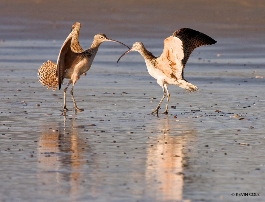 2 curlews courting.