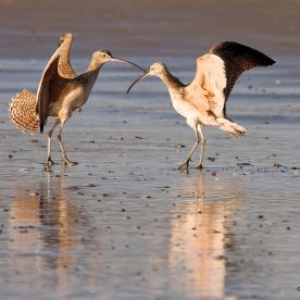 2 curlews courting.