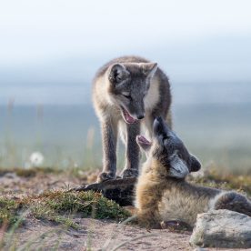 renard arctique