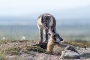 arctic fox