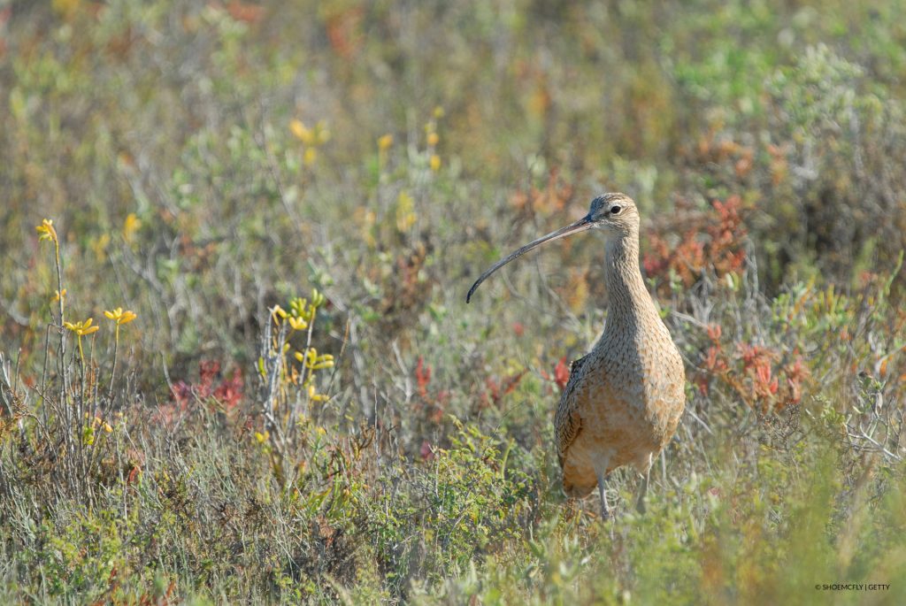 Curlew standing in field.