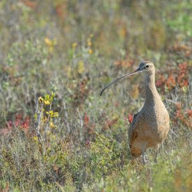 Curlew standing in field.