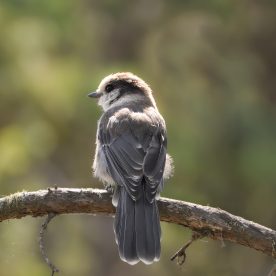 Gray Jay