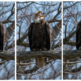 bald eagle sequence
