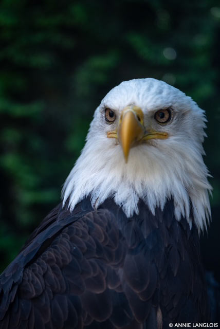 bald eagle
