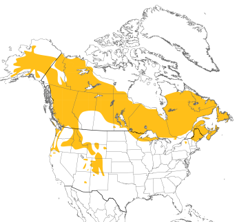 Range map of the Grey Jay