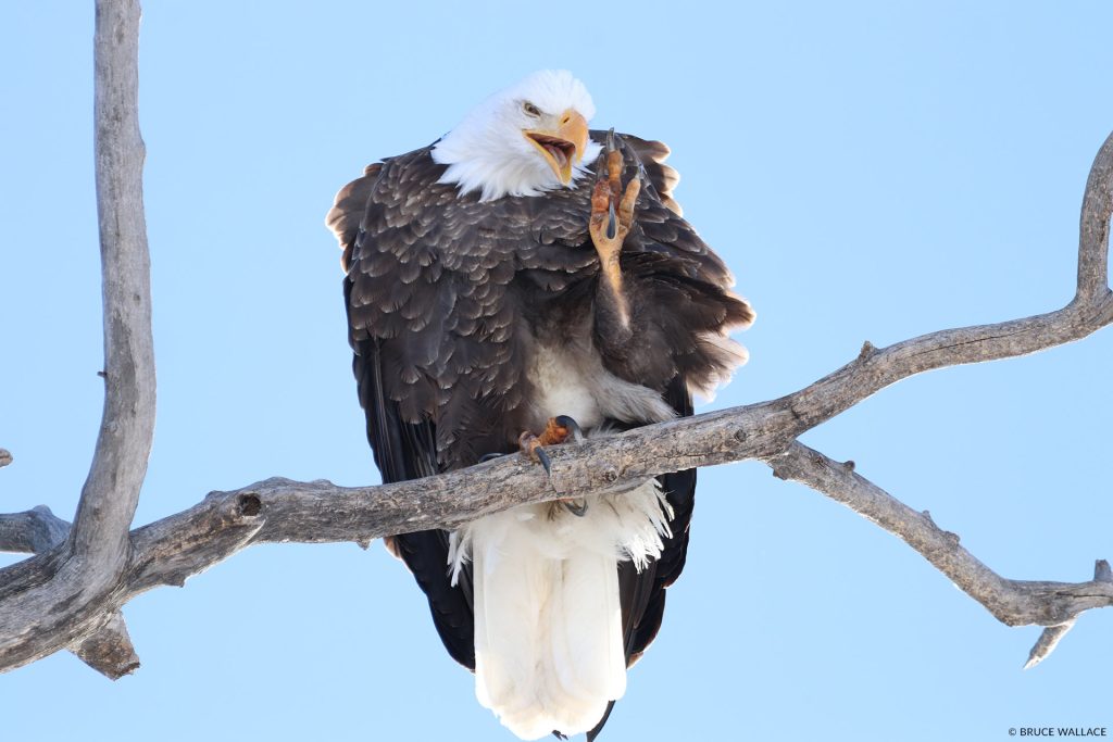bald eagle