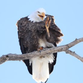 bald eagle