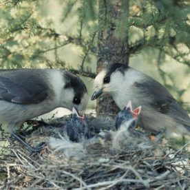 Gray Jay