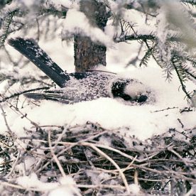 Gray Jay