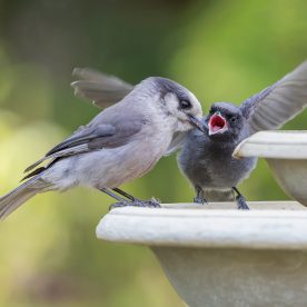 Gray Jay