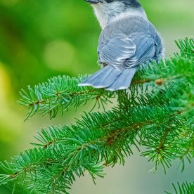 Gray Jay