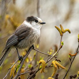 Gray Jay